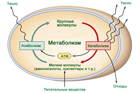 Метаболизм в организме
