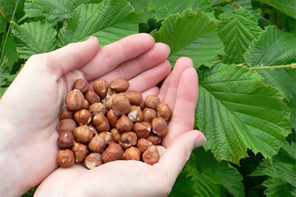 Лесной орех польза для организма человека thumbnail