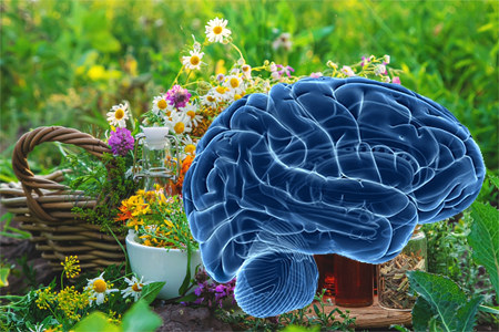 Травы для головы улучшающие мозговое кровообращение