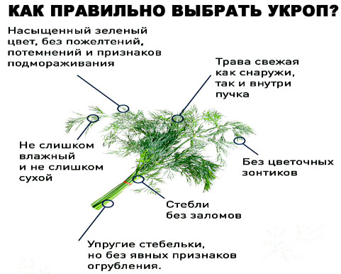 Критерии, по которым выбирают свежий укроп