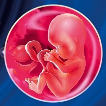 Как выглядит ребенок в 14 15 недель беременности фото
